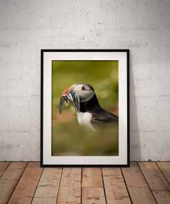 To buy a print or any of the below please click on the images